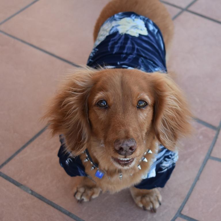 Max posing for the camera at the Mackay Dachshunds Christmas Party. Photo: Janessa Ekert