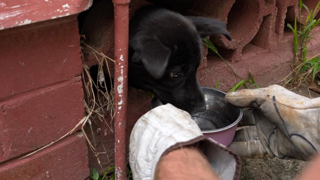 Fire and Rescue NSW) crews rushed to the home on Chelsea St in Merrylands to rescue a 12-week old staffordshire terrier named Lulu. Picture: FRNSW