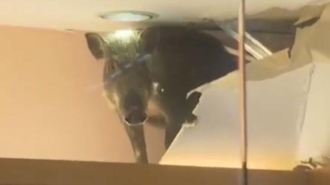 Boar in Hong Kong shop. Picture: Press Association