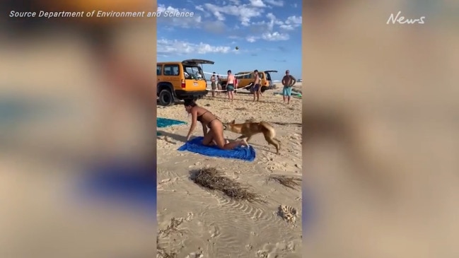 Tourist bitten in string of dingo attacks on K'gari (Fraser Island