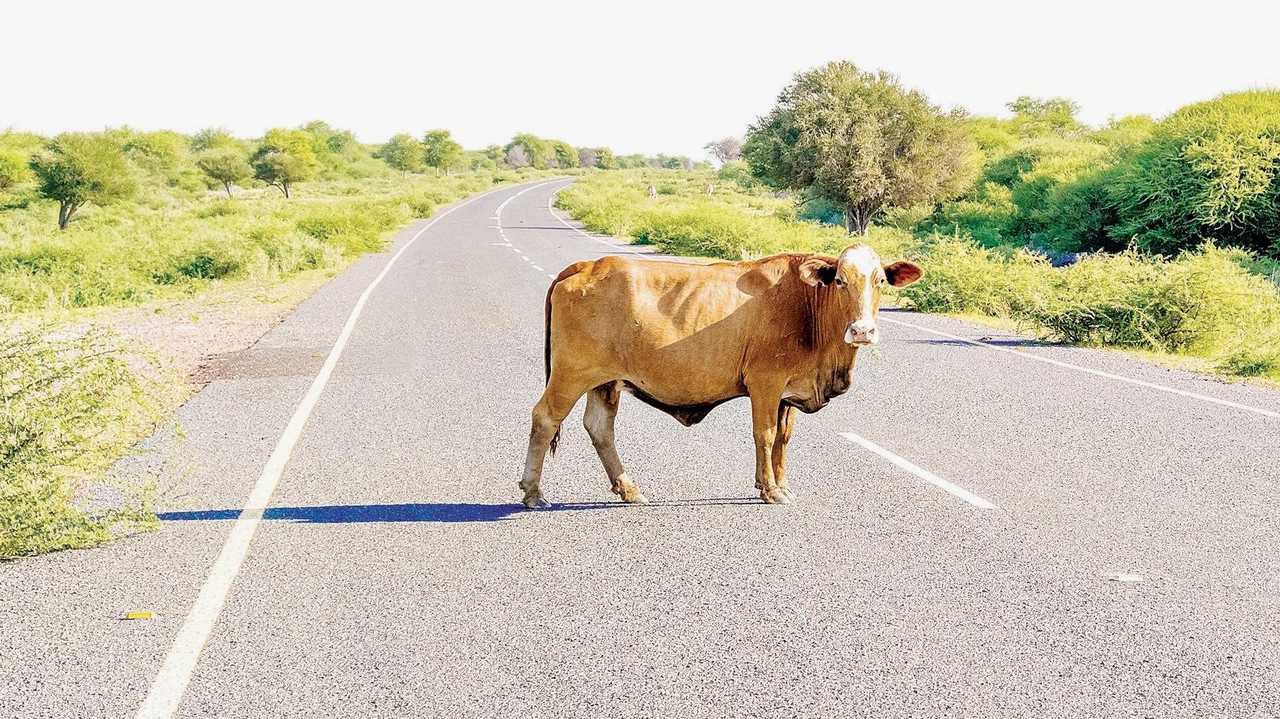 Cow Collision On Bangalow Rd, Two Hospitalised | Daily Telegraph