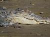 ‘It was coming straight for us’: Woman’s encounter with croc at popular beach