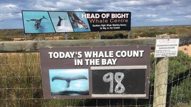 Ninety-eight whales in the bay. Who’d have known? Photo: Facebook/Sarah Hanson-Young