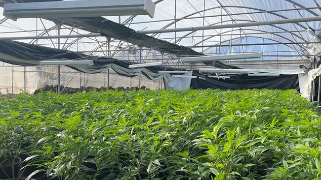 Police estimate the value of the 1200 cannabis plants is $4.4 million. Picture: NSW Police