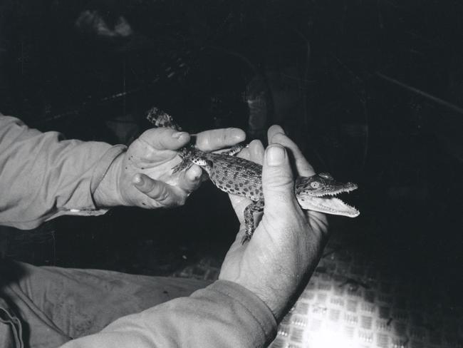 A Conservation Commission Ranger holds a baby saltwater crocodile.