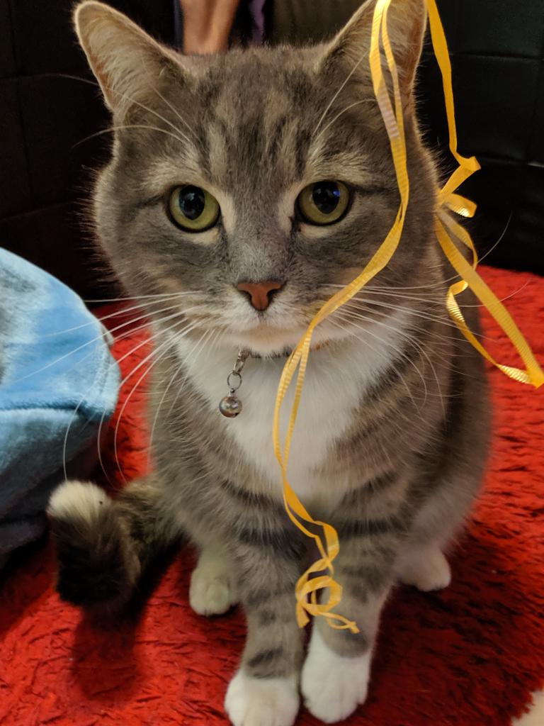 Charlie trying to play with ribbon when everyone is getting ready to leave. Picture: Ayden