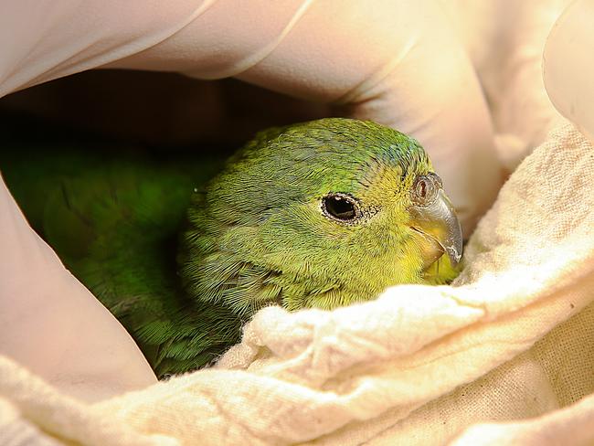 Orange Bellied Parrots received vet checks at Werribee Open Range Zoo. Picture: Ian Currie