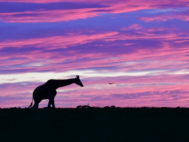 Geoff Brooks's sunrise and early morning images taken at Monarto Safari Park over the year., , As you can see, they really do evoke the tranquility and peace of the park captured at first light. Some of the colours in the sky are amazing., , Geoff Brooks says: “It is the best time of the day as the light is beautiful. I am lucky to have the Safari Park all to myself at that time and have taken many pictures over the years.”, , Geoff is the Team Leader Works, Monarto Safari Park Assets & Infrastructure. He has written a number of books including Game in Transit, is the story of the rhinos brought to South Australia since the first, Mr Rhini, in 1886., , Monarto Safari Park is open 365 days a year and offers a COVID safe environment for all the family to enjoy. Tickets can be purchased online at www.monartosafari.com.au/tickets