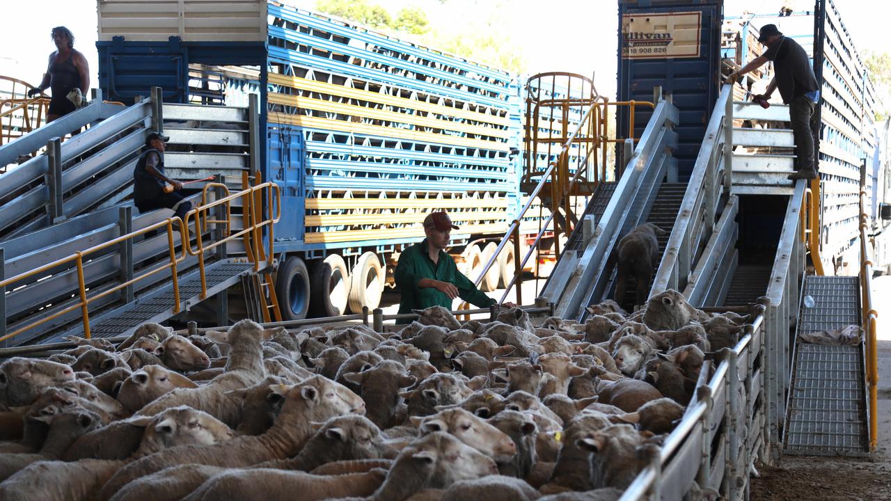 Sheep being loaded on trucks bound for live export at Peel Feedlot, Mardella, WA. Picture: Philip Gostelow/The Australian