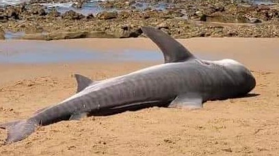 A tiger shark shocked Slade Point residents after it washed up dead on Lamberts Beach.