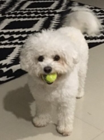 Mr Beau Henry: Want to play? This fetching fellow is proofthat the curls get the girls.