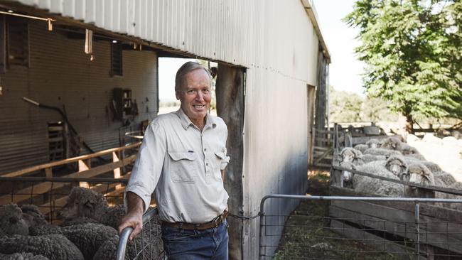 Aiming for excellence: Gracemere Merinos principal Rick Robertson, in the yards with Merino ewes at his Bengworden property. Picture: Dannika Bonser