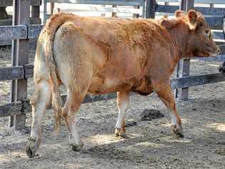 File photo of a cow. Picture: Contributed