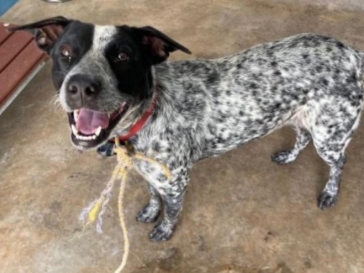 Blue Heeler puppy Little Girl was euthanised by the Palmerston pound after owner could not be contacted. The owner says he tried to ring the pound but never got a call back. Picture: Supplied.