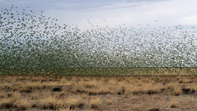 Mithaka Country. Picture: Peter McRae