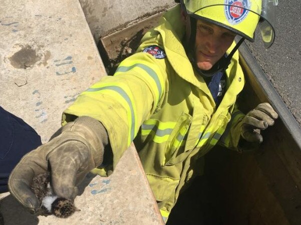 Firefighter Corey Summerson brings out the first baby plover from the drain. Picture: Fire and Rescue Narellan