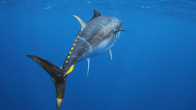 A Southern bluefin tuna. Picture: Al McGlashan