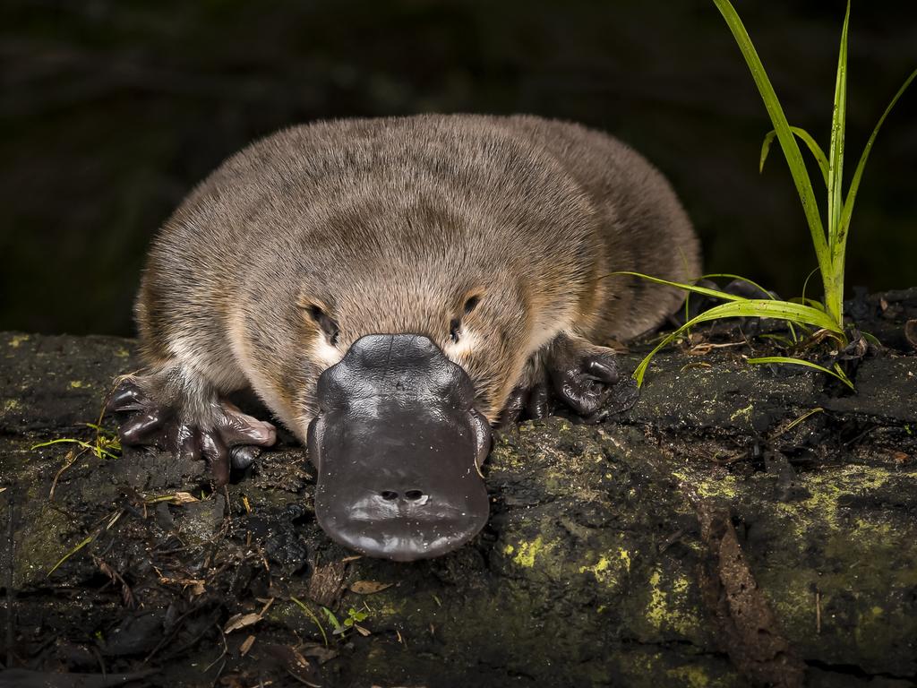 Melbourne Water will undertake more platypus surveys this spring breeding season as part of its 30-year monitoring program. Picture: Doug Gimesy