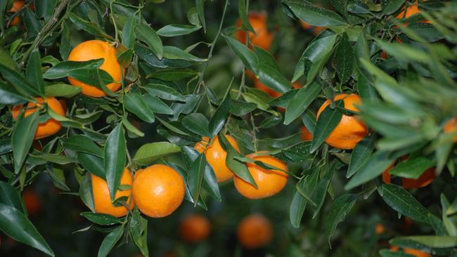 Citrus growers are reaping the benefits of trade deals with China, Japan and South Korea.