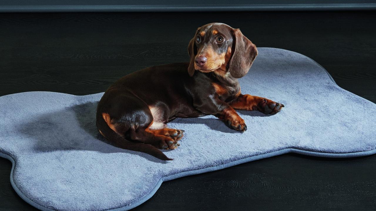 Memory foam clearance dog bed aldi