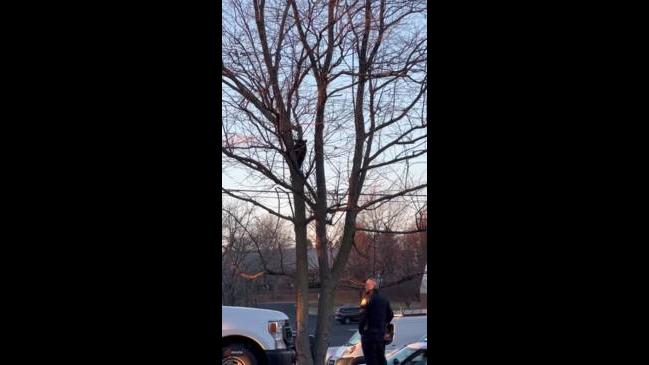 Bear stuck in a tree in Virginia | news.com.au — Australia’s leading ...