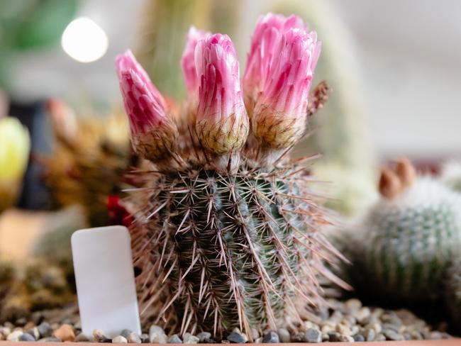 Some of the Cacti on show at Cactasmania which will be held at Claremont War Memorial Hall. Picture: Linda Higginson