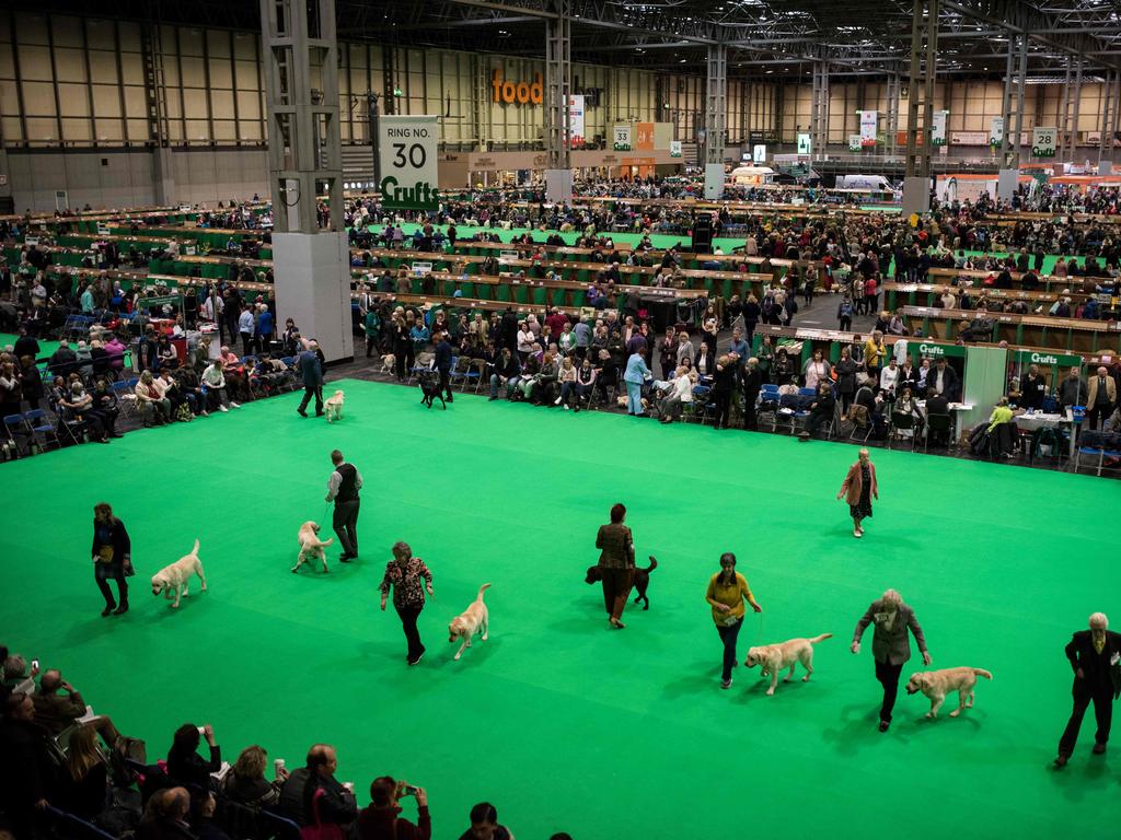 Labrador retriever dogs are judged on the first day of the Crufts dog show at the National Exhibition Centre. Picture: AFP