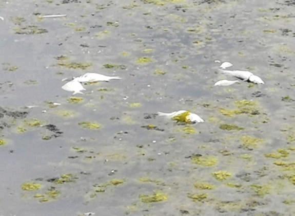 FISHY SITUATION: Another fish kill has been reported at Moneys Creek Bargara. Picture: Bundaberg Regional Council