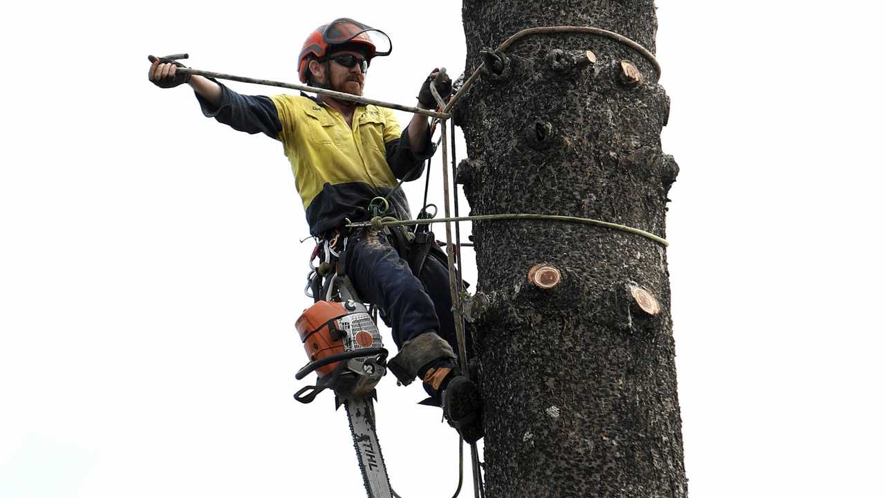 CHOPPED: Council workers removed two dying trees from the Kingscliff Lions Park on Wednesday. Picture: Richard Mamando