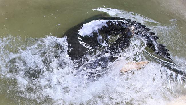 Wildlife experts believe the big toothless croc could be up to 70-years-old. Picture: PETER CARRUTHERS