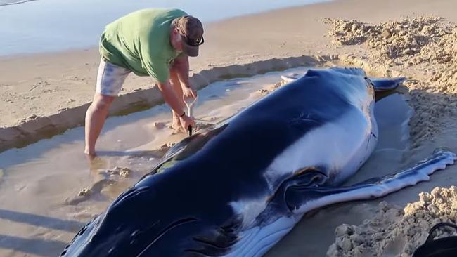 A baby whale has washed up on K'gari (Fraser Island) with people trying to save it.