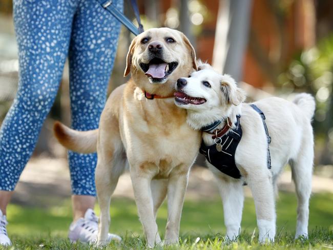 River (Border Collie pup) and Buddha (Golden Labrador). The dog breeds are among some of the naughtiest. Picture: Sam Ruttyn