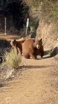 Runner has frightening face off with group of bears