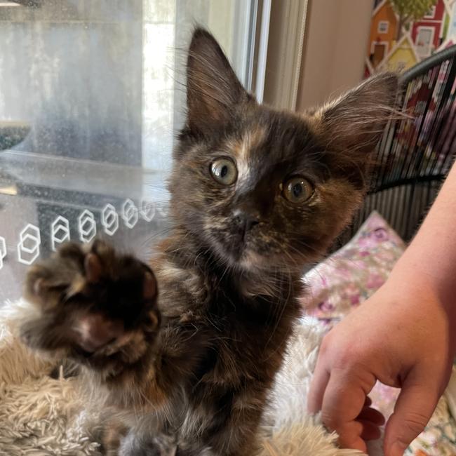 A Bendigo kitten, which will be subject to new cat containment rules passed by Bendigo Council. Picture: Julieanne Strachan