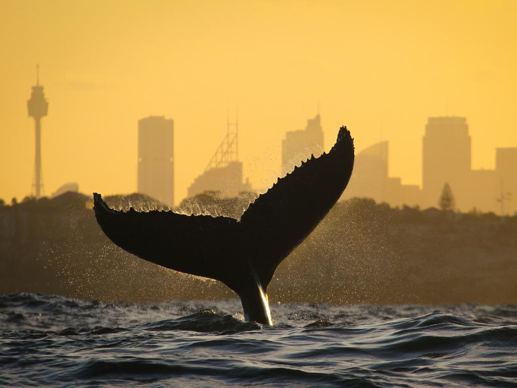 whale breaching sunset