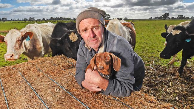 Caught up in the dairy crisis, Yalca farmer Steven Dalitz is culling his herd. Picture: Rob Leeson.