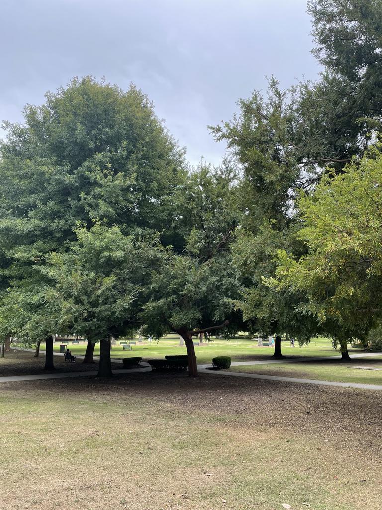 Enmore Park today (February 11).