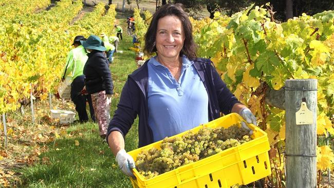 WINE HARVEST