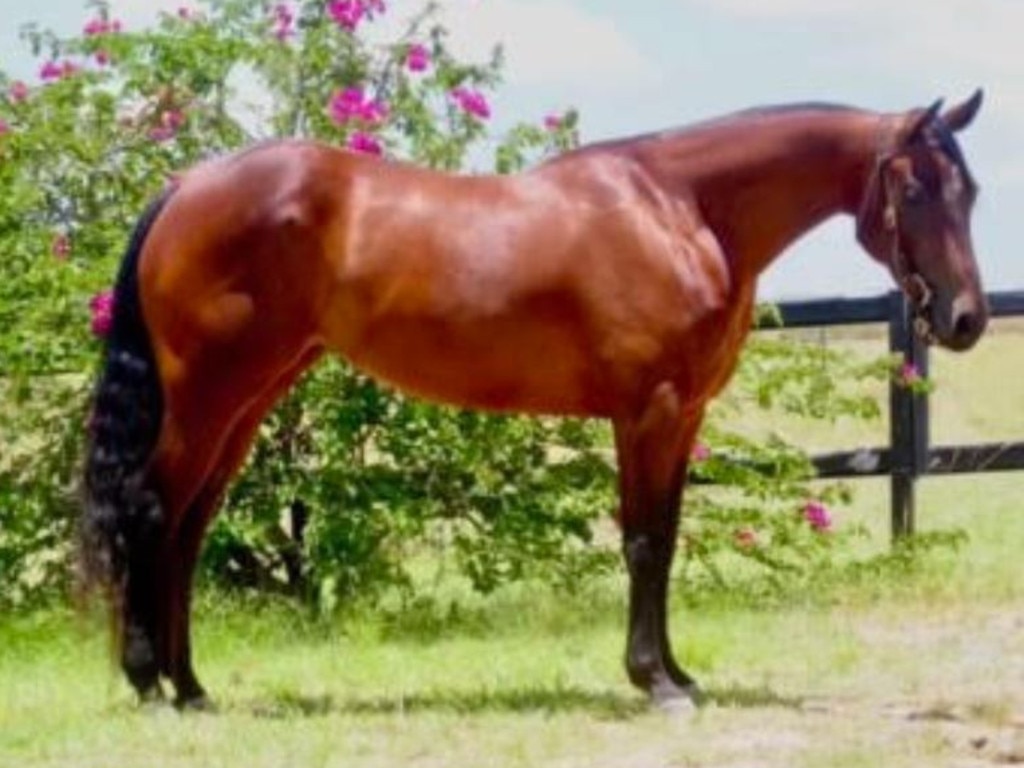 One of the horses owned by Dragons star Ben Hunt, who owns BH Performance Horses, a campdrafting and cutting business in Rockhampton. Credit: Supplied