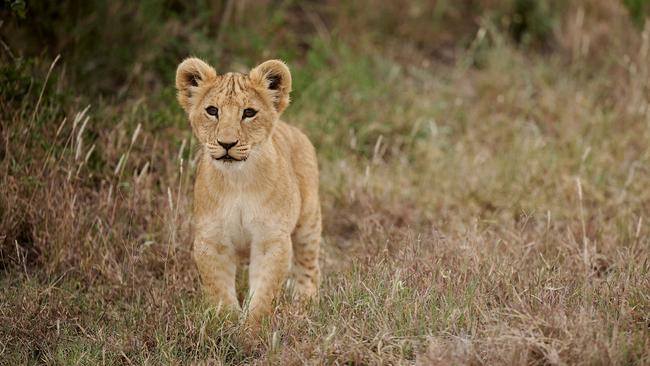 A Lion cub at Sanctuary Tambarare at Ol Pejeta Conservancy.