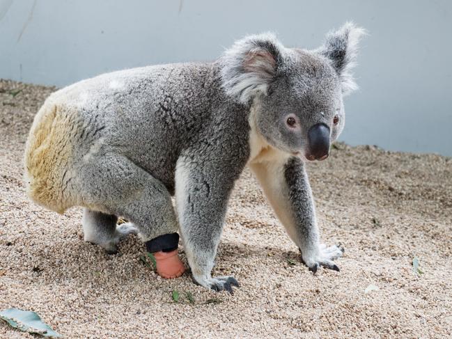 ‘Devastated’: Lismore mourns loss of Triumph, the three-legged koala