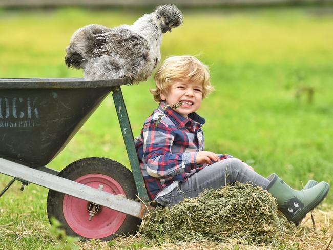 Charlie, 4, pictured with a silkie chicken, is looking forward to this year’s Royal Melbourne Show. Picture: Tony Gough