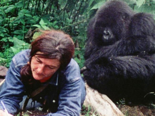 dian fossey for daily tv page