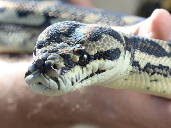 Man finds himself in sssituation after snakes, guns allegedly found