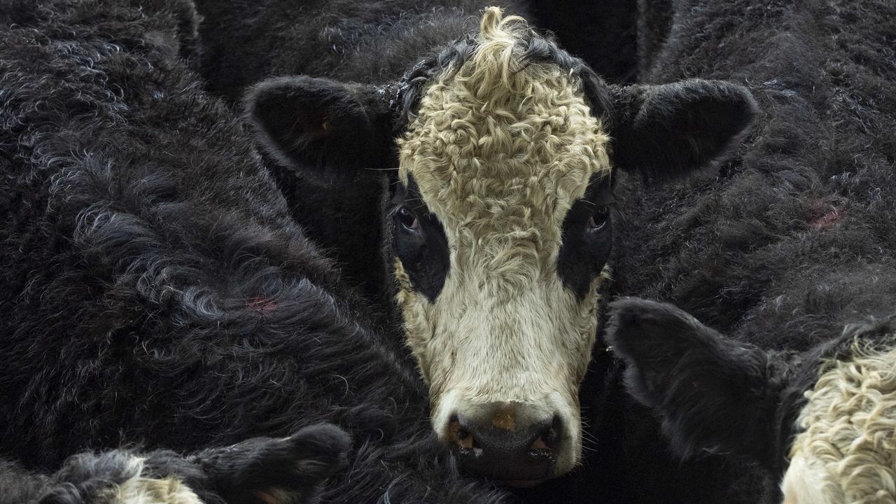 National cattle herd Numbers rise as impact of record prices flows