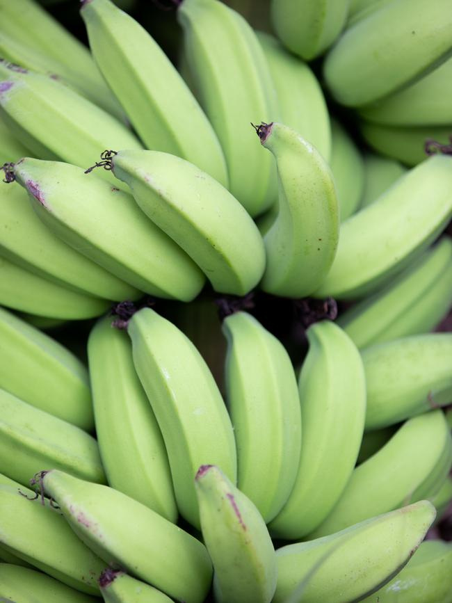 COPYRIGHT WARNING for Moreton Life ONLY. Phone Kylie Knight 3480 8226. Ross Lindsay on his banana farm at Wamuran.