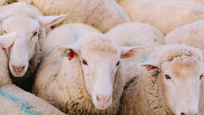 Price drop: Old-season lambs are on a downward trend as restrictions hit market. Picture: Chloe Smith