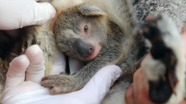 Baby koala born at Australian Reptile Park