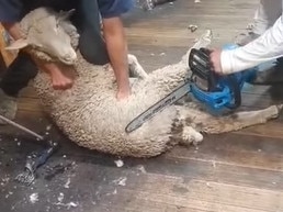 A sheep being shorn with a chainsaw in Tasmania.