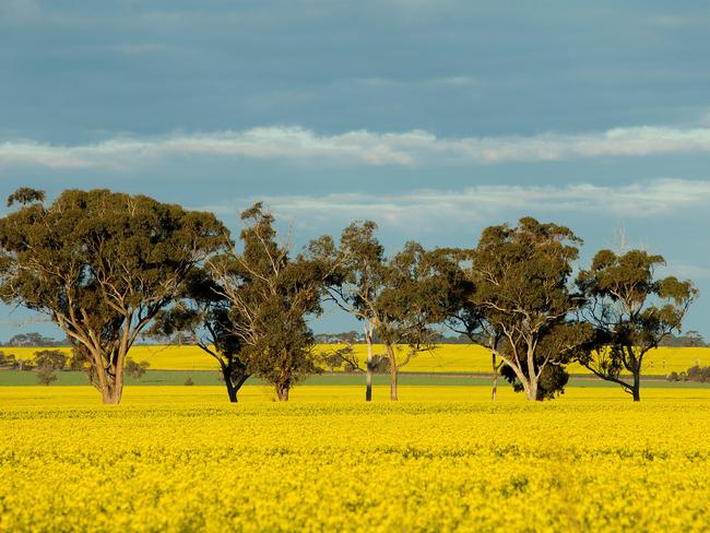 The canola fields near Kaniva. Picture: Mark Stewart